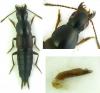 Quedius sp.